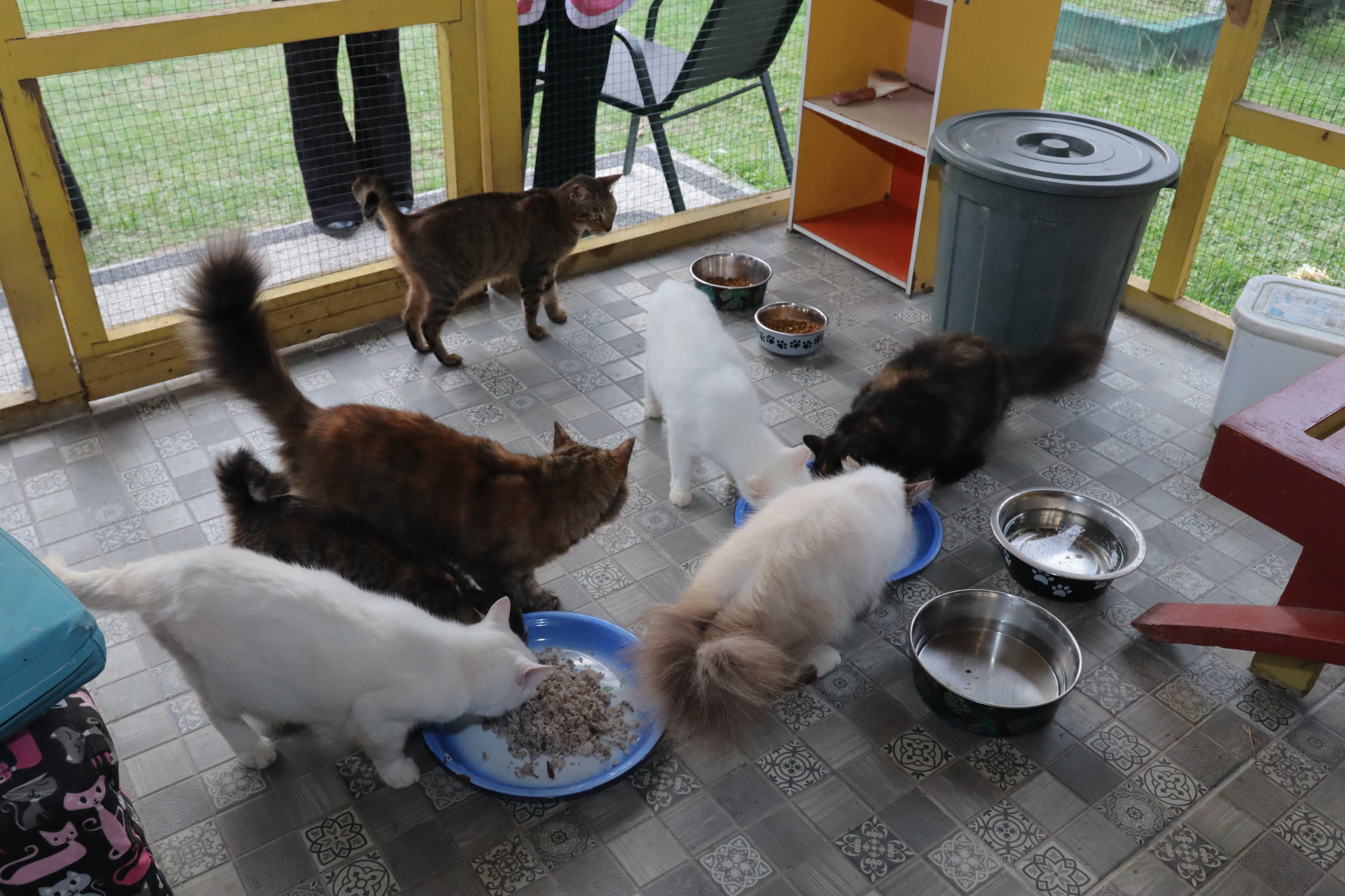 Paws Of Hope : Harapan bagi Sahabat Berbulu